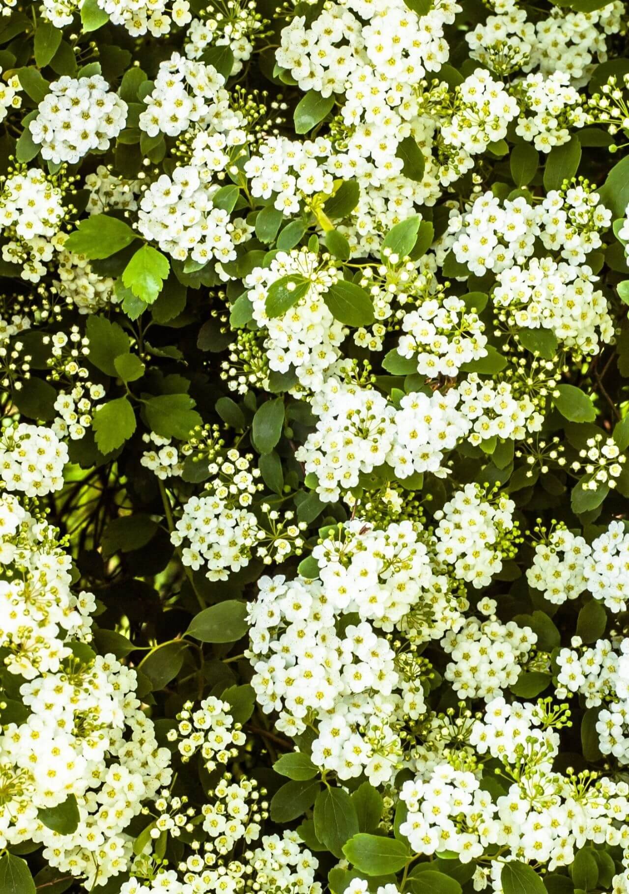 plantas con flores blancas espirea