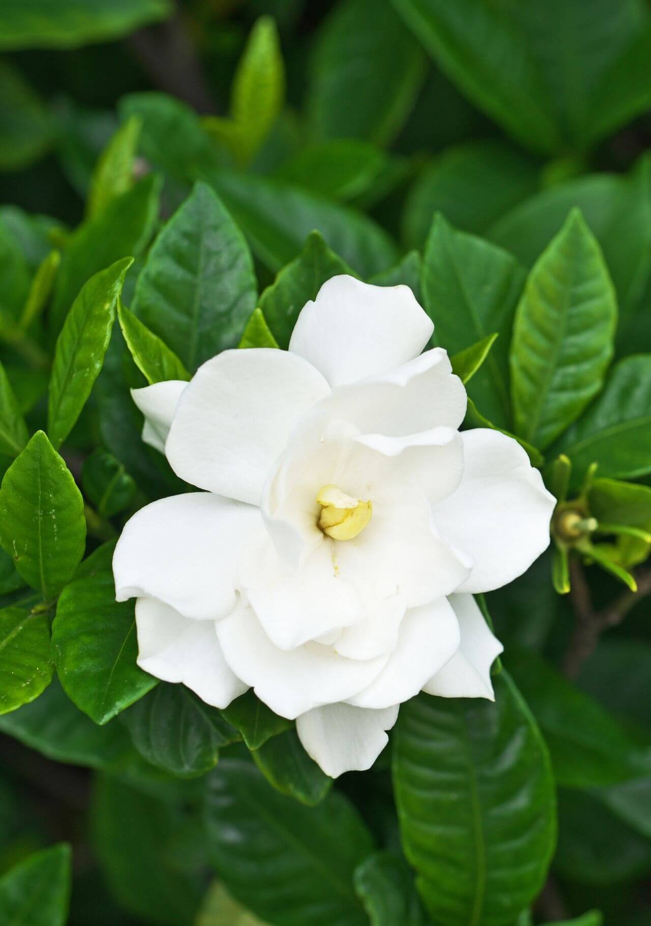 15 plantas con flores blancas (de interior y de exterior)