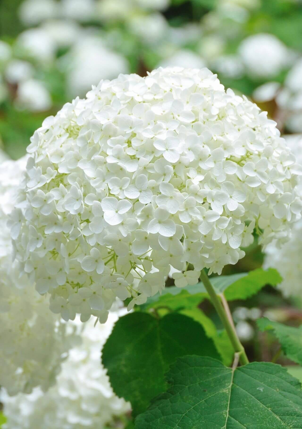 plantas con flores blancas hortensia
