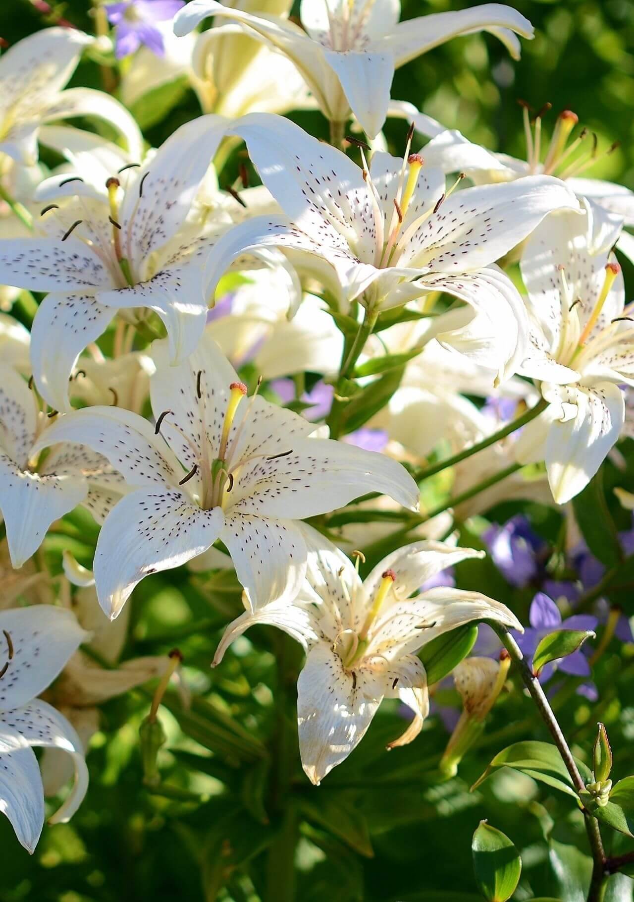 plantas con flores blancas lirio blanco