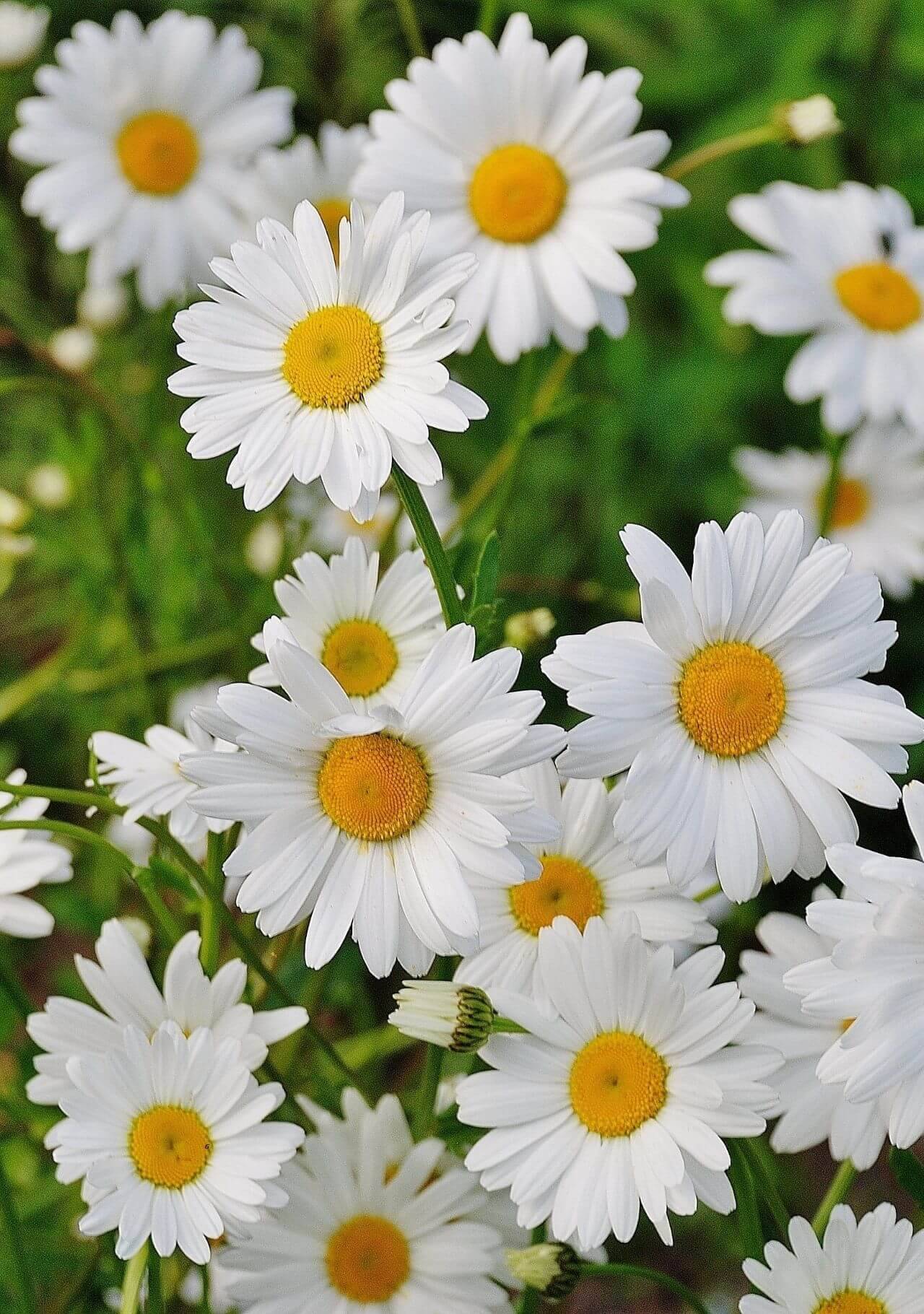 plantas con flores blancas margarita