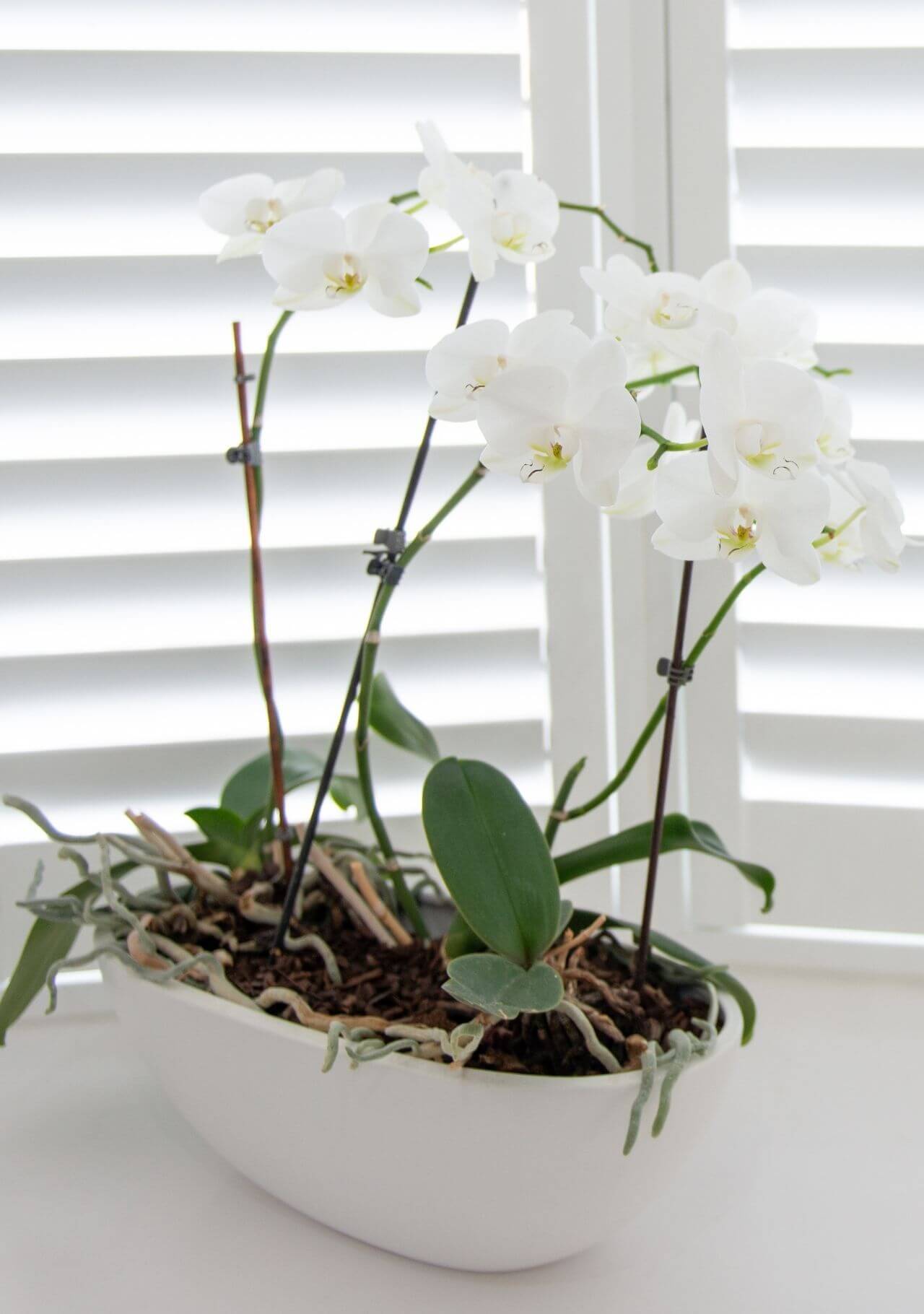 plantas con flores blancas orquídea