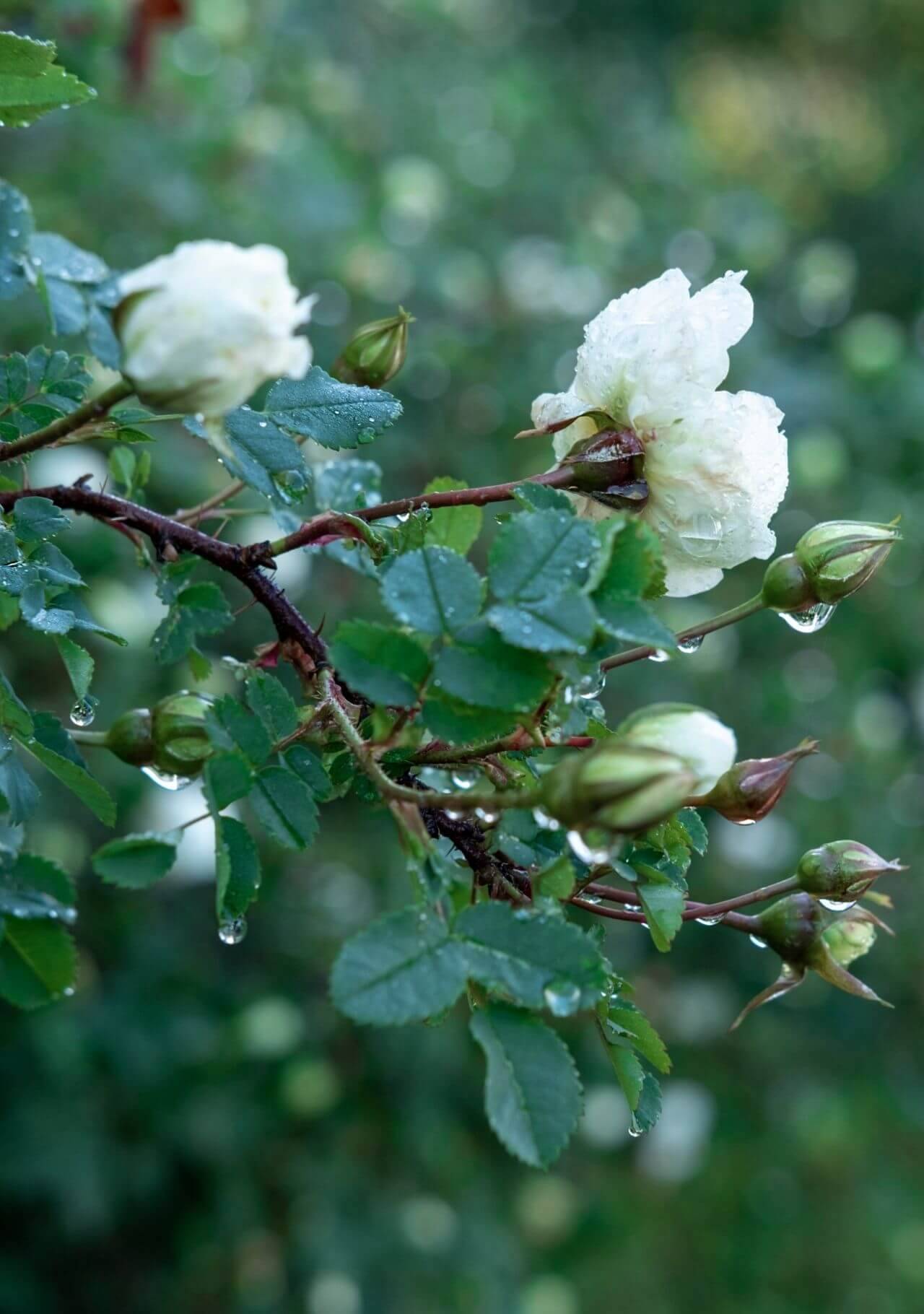 plantas con flores blancas rosal
