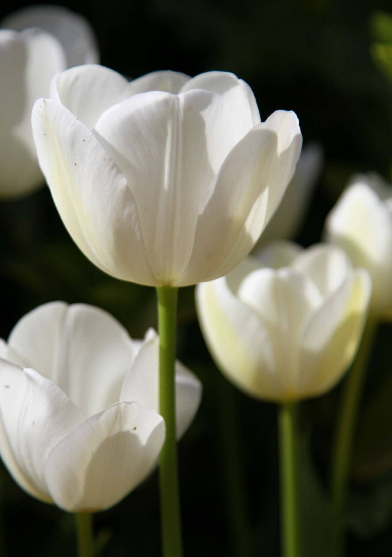 plantas con flores blancas tulipán