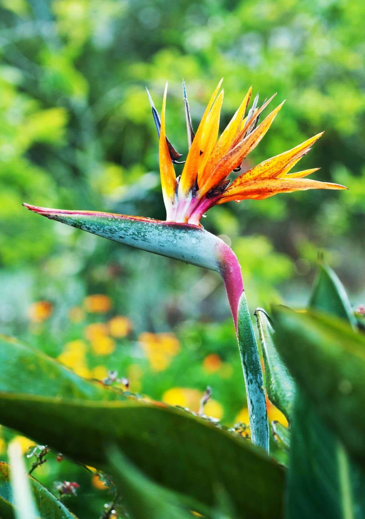 plantas tropicales de interior ave del paraíso