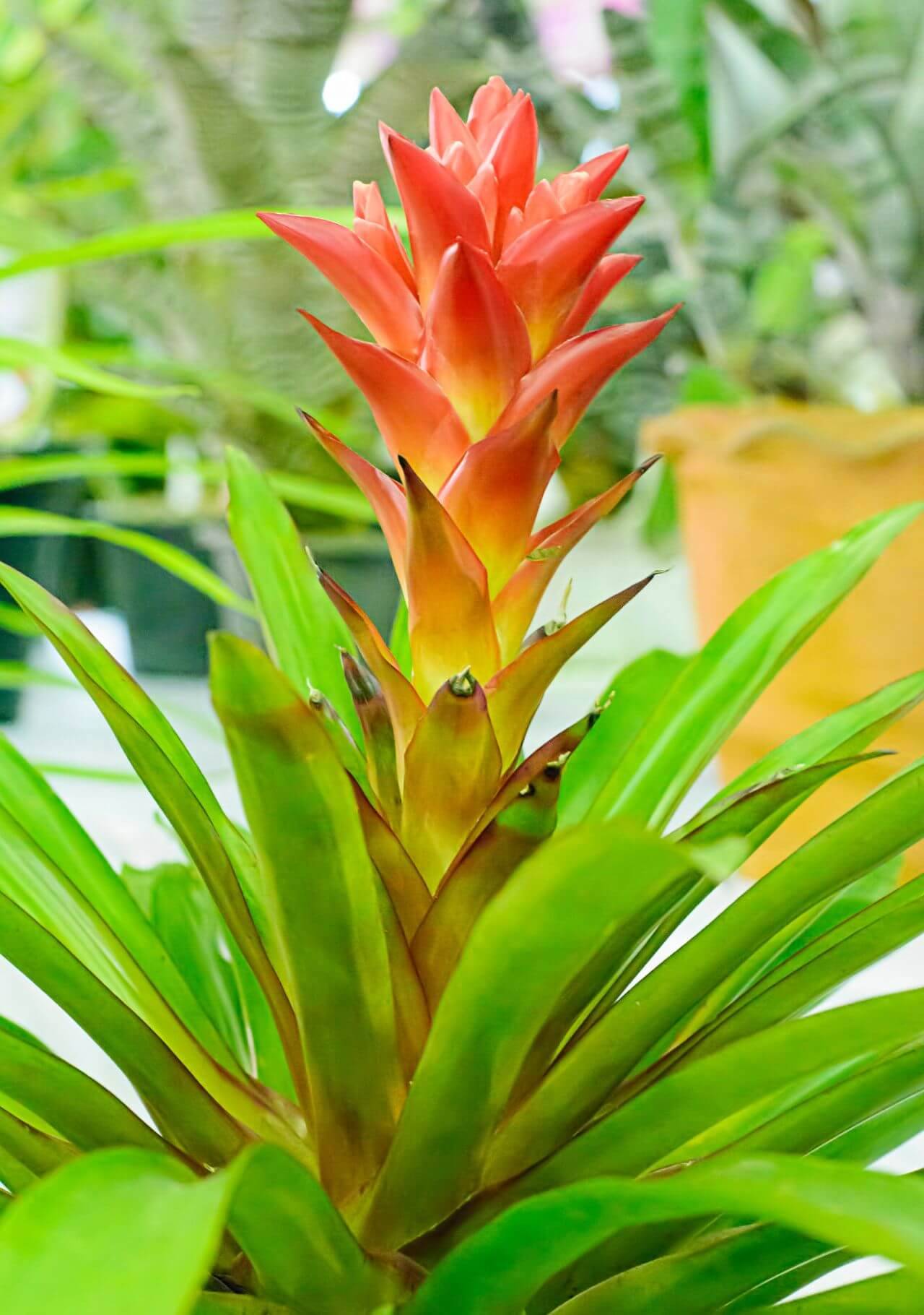 plantas tropicales de interior bromelia