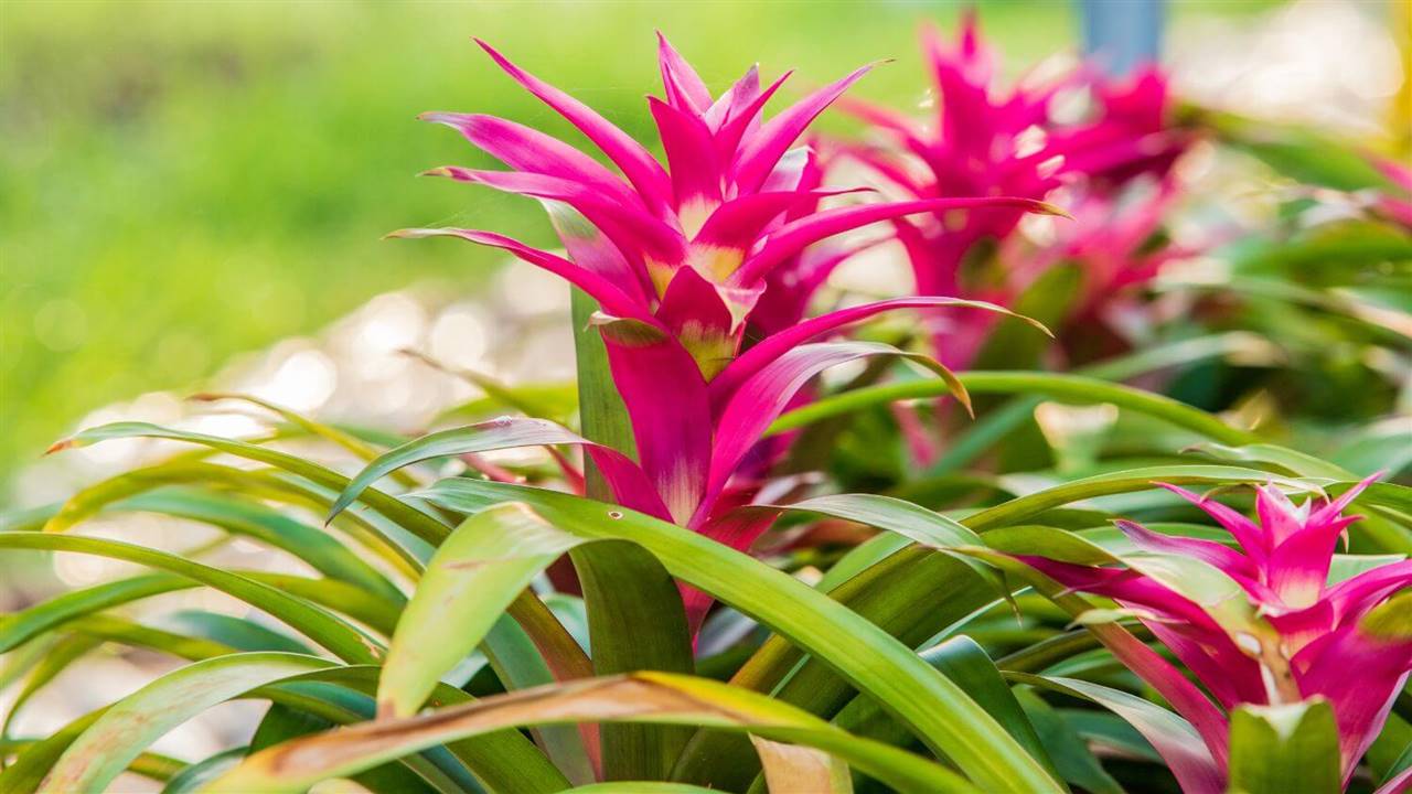 Plantas tropicales de interior que dan personalidad a tu casa