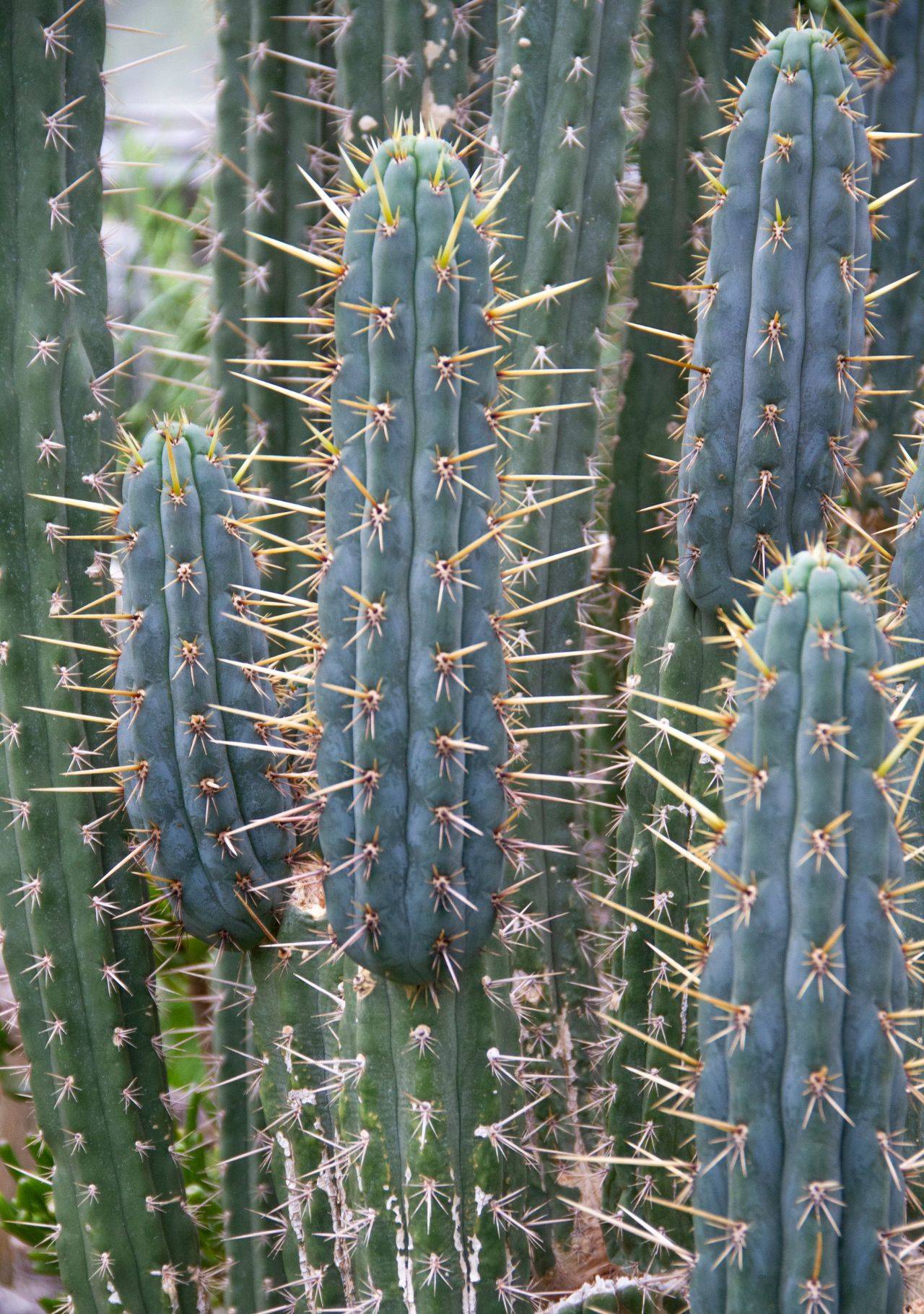 plantas suculentas cactus de san pedro