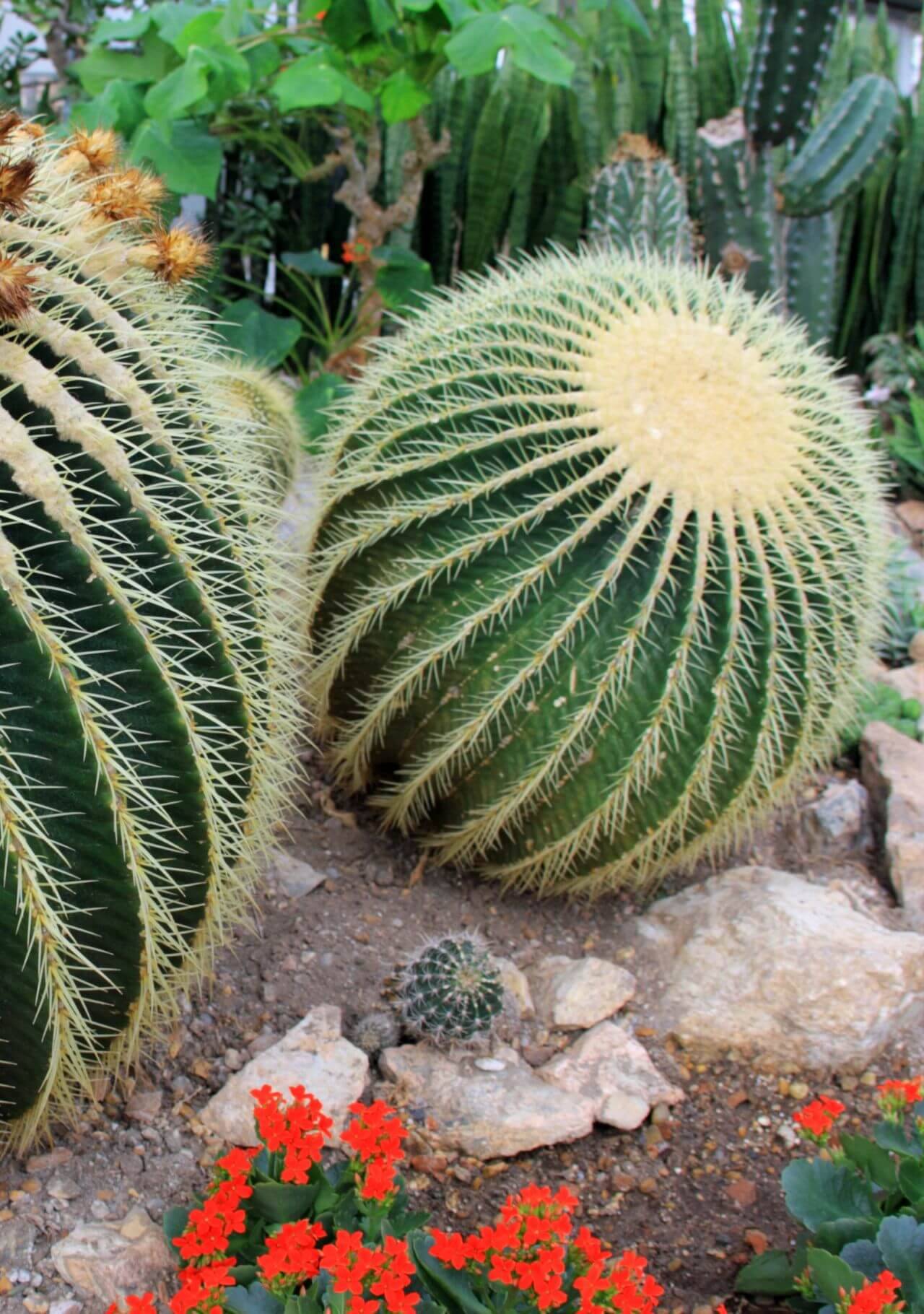 plantas suculentas ferocactus.