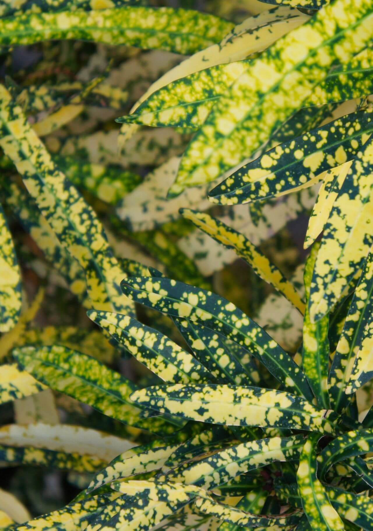 plantas de interior con hojas de colores codiaeum variegatum