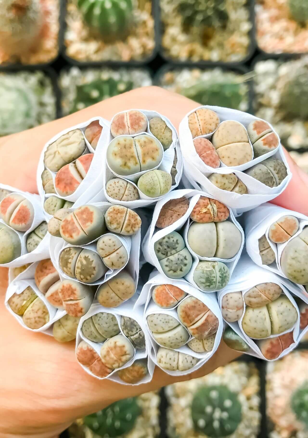 Plantas de interior curiosas cactus piedra