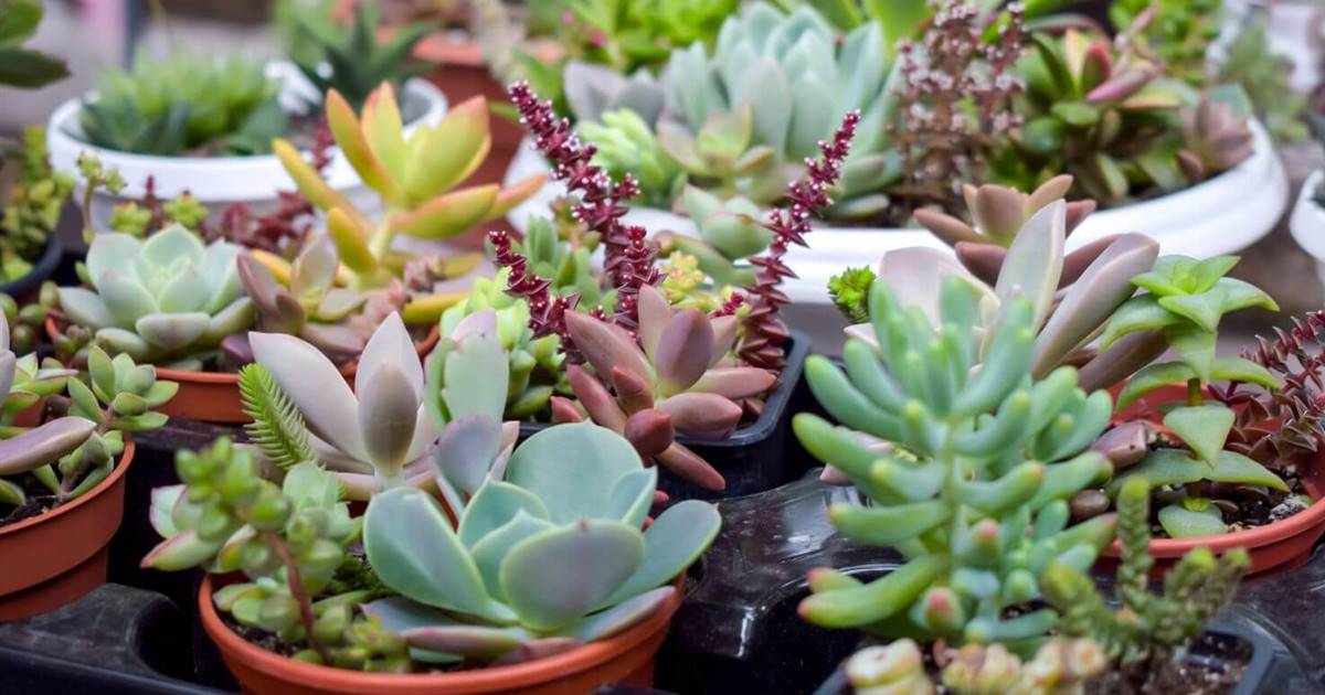 14 plantas de exterior que necesitan poquísima agua (y no son cactus ni  suculentas)
