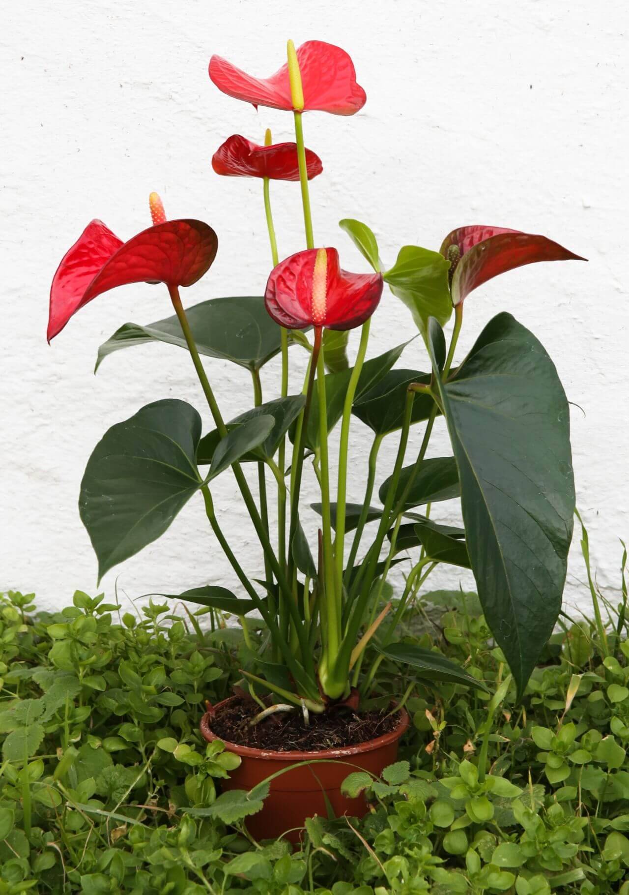 Plantas con flores rojas: anturio.