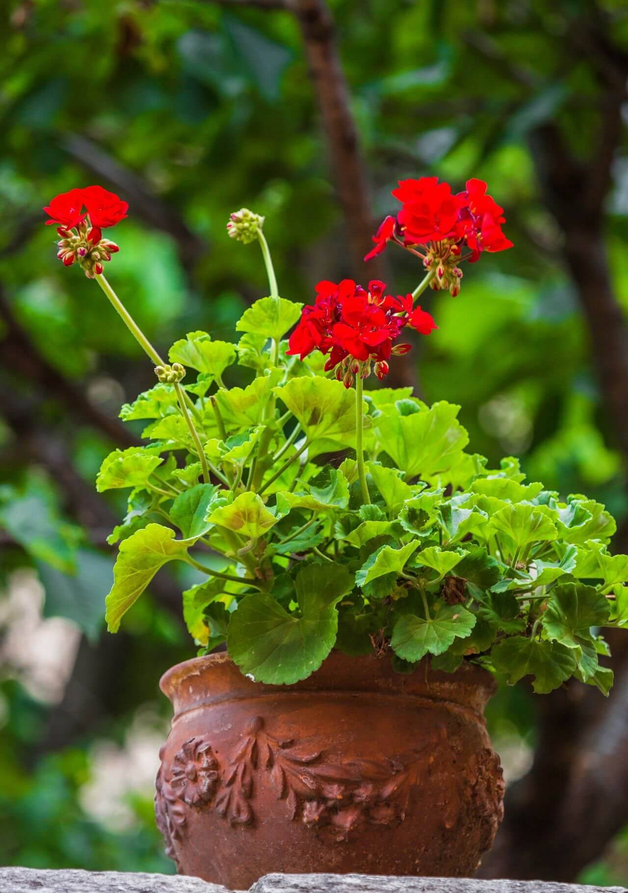 plantas con flores rojas: geranio.