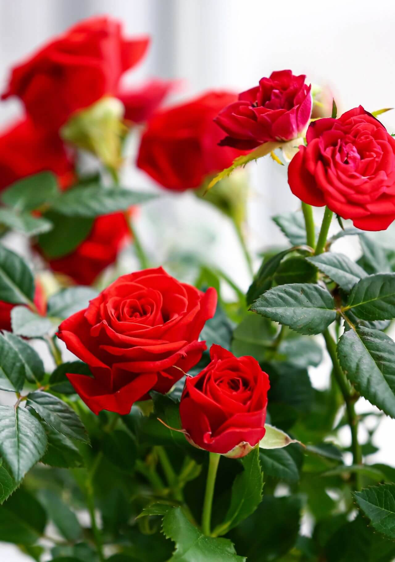 Plantas con flores rojas: rosas.