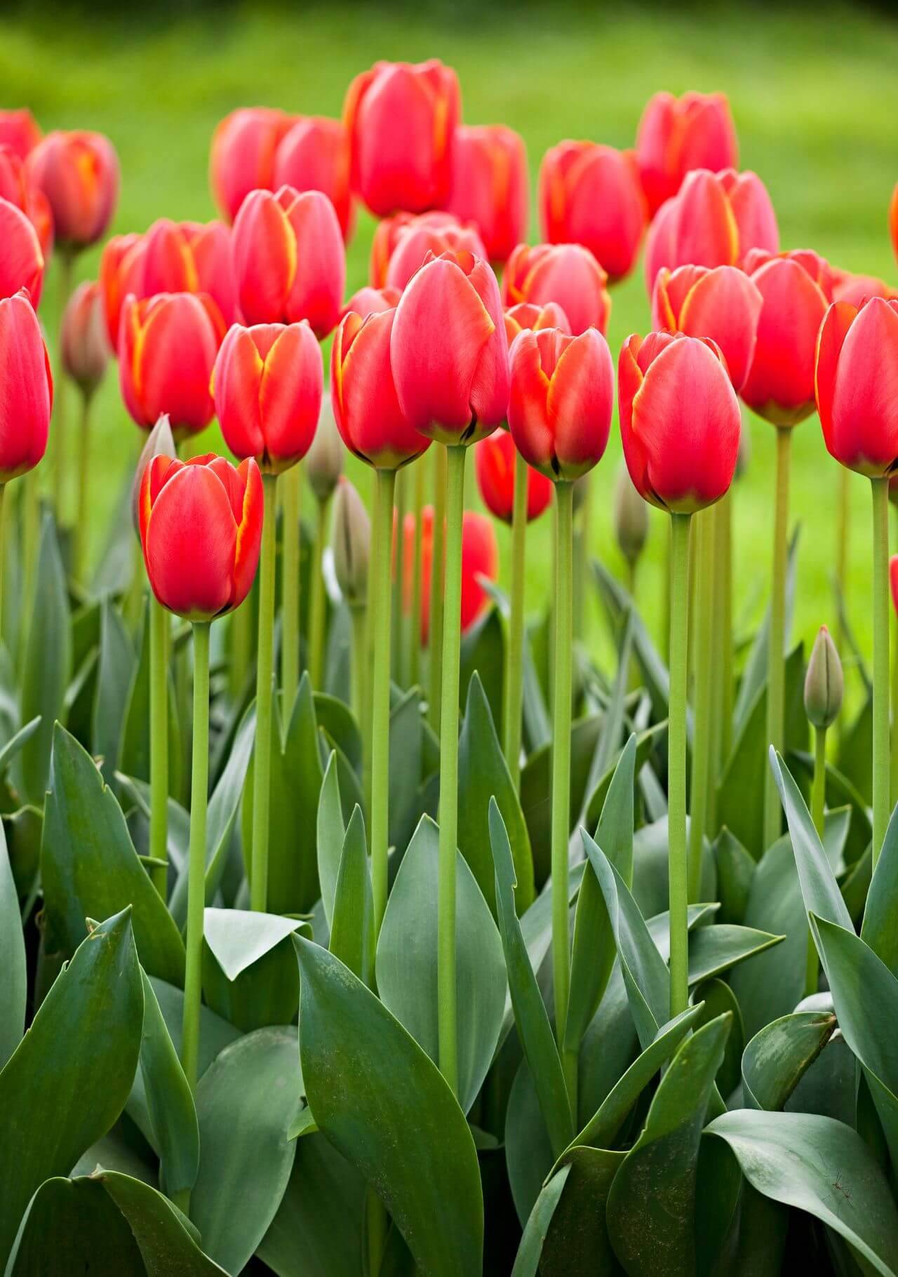 Plantas con flores rojas: tulipán.