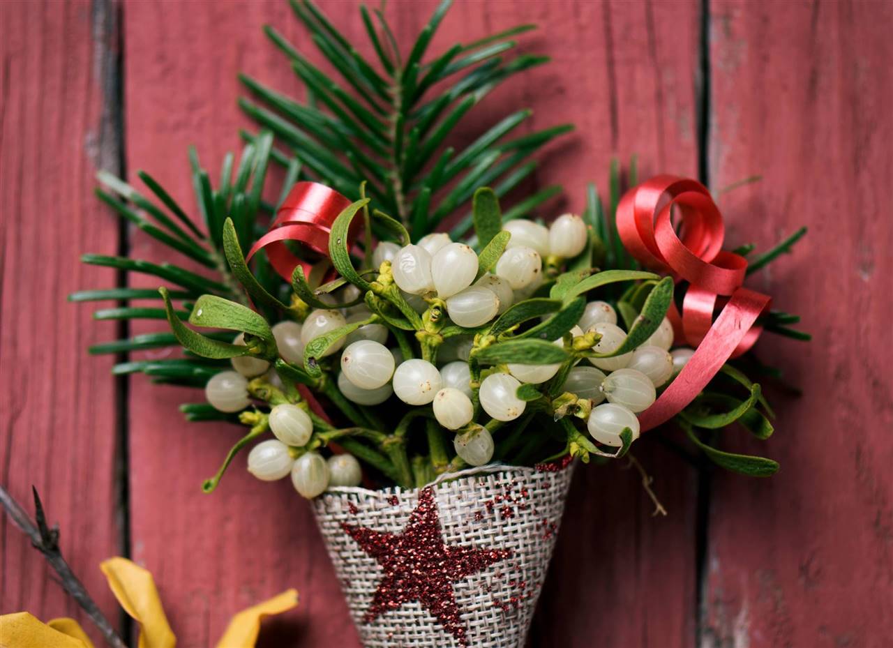 12 plantas de Navidad preciosas más allá de la flor de Pascua