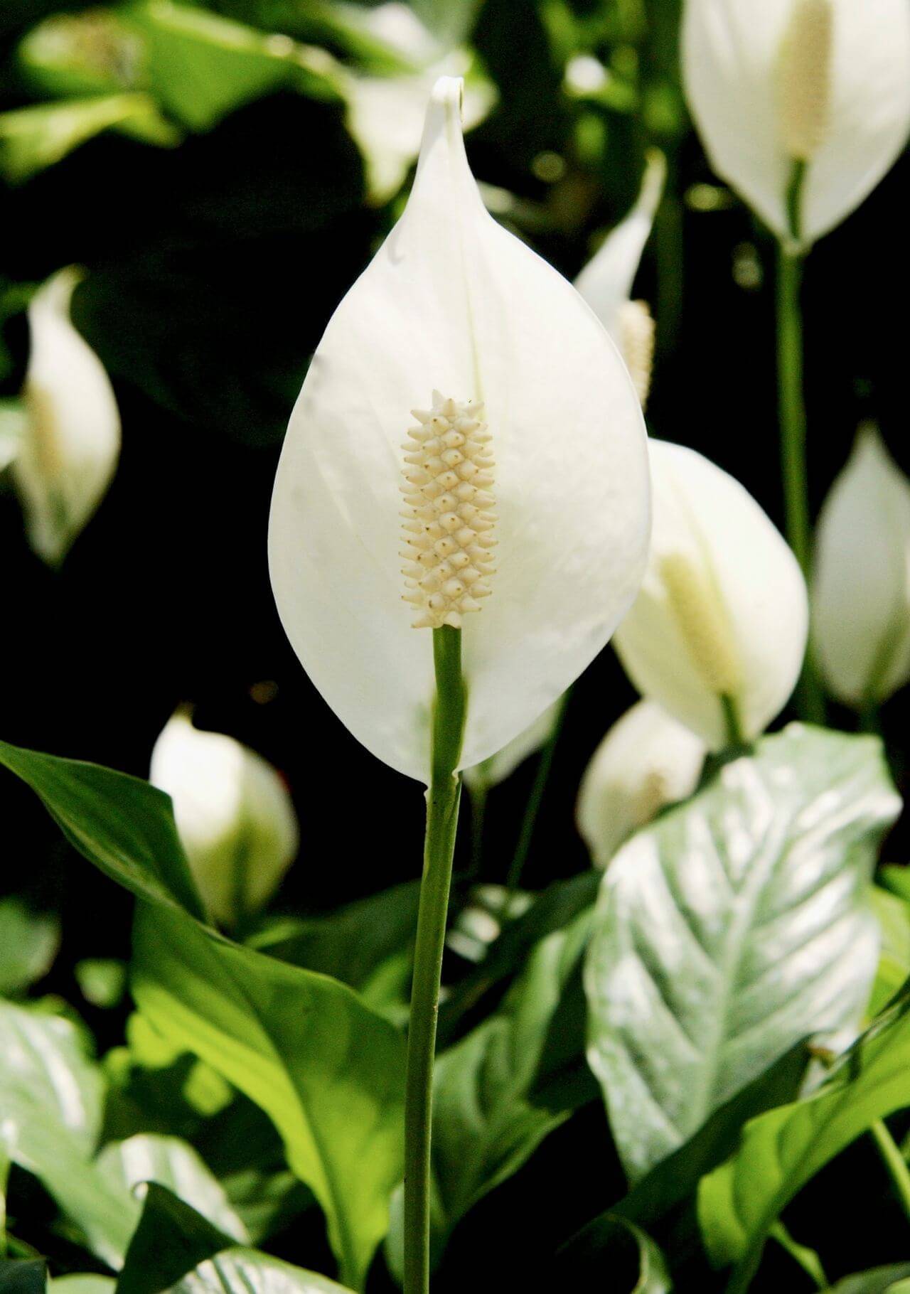 plantas con flores blancas espatifilo