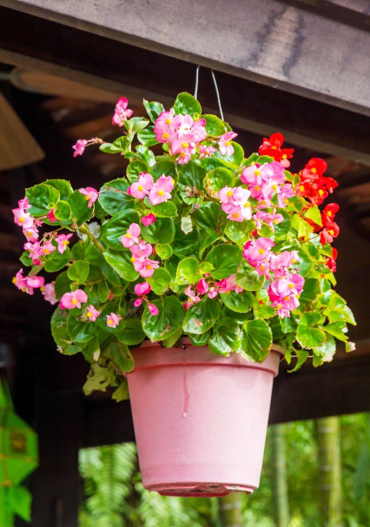 Estas plantas pequeñas que florecen en primavera son ideales para decorar  tu casa