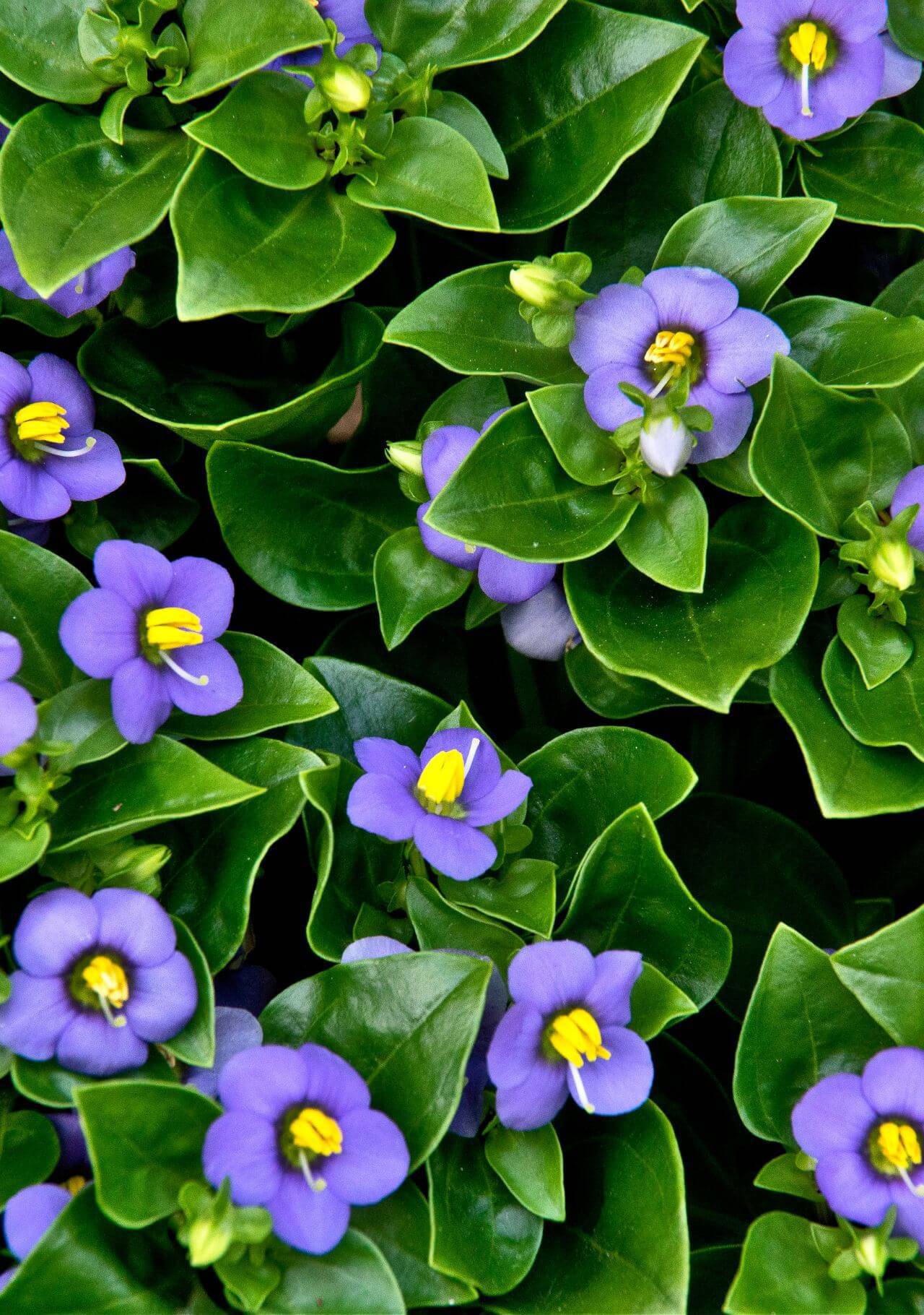 plantas pequeñas que florecen en primavera violeta persa