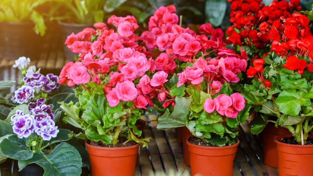 Las 25 mejores plantas de interior para decorar tu casa en primavera