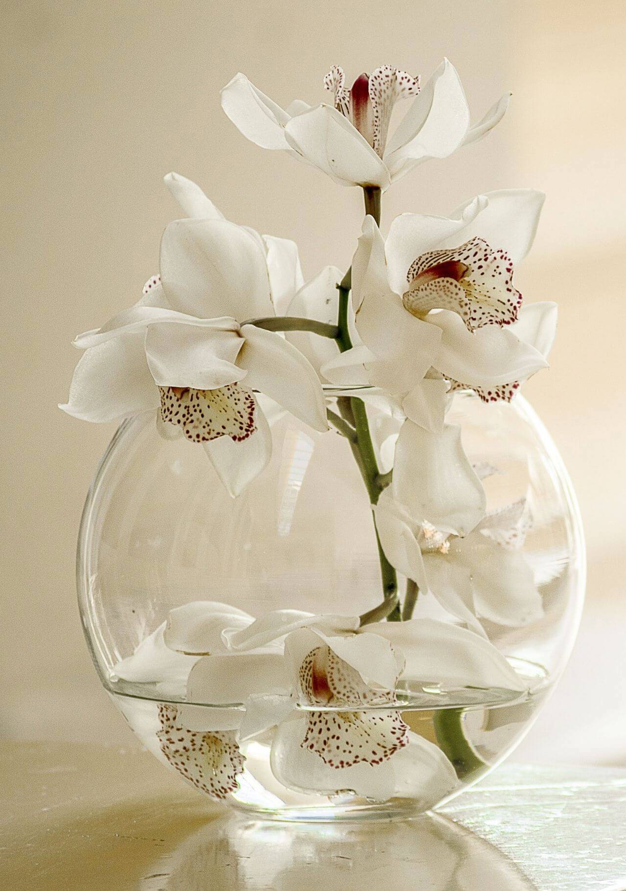 plantas que absorben humedad orquídea