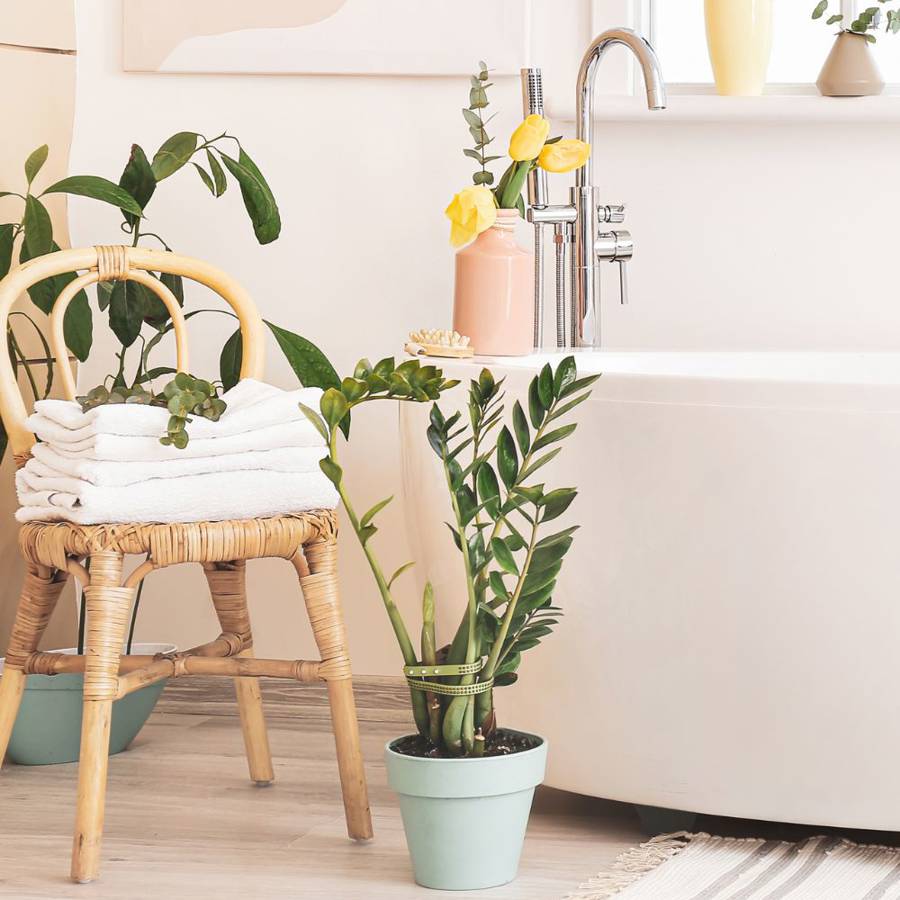 10 plantas perfectas para el baño porque absorben la humedad