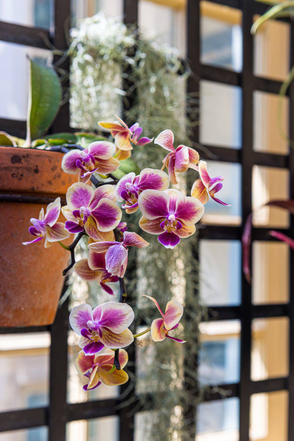 plantas de interior que cuelgan orquidea