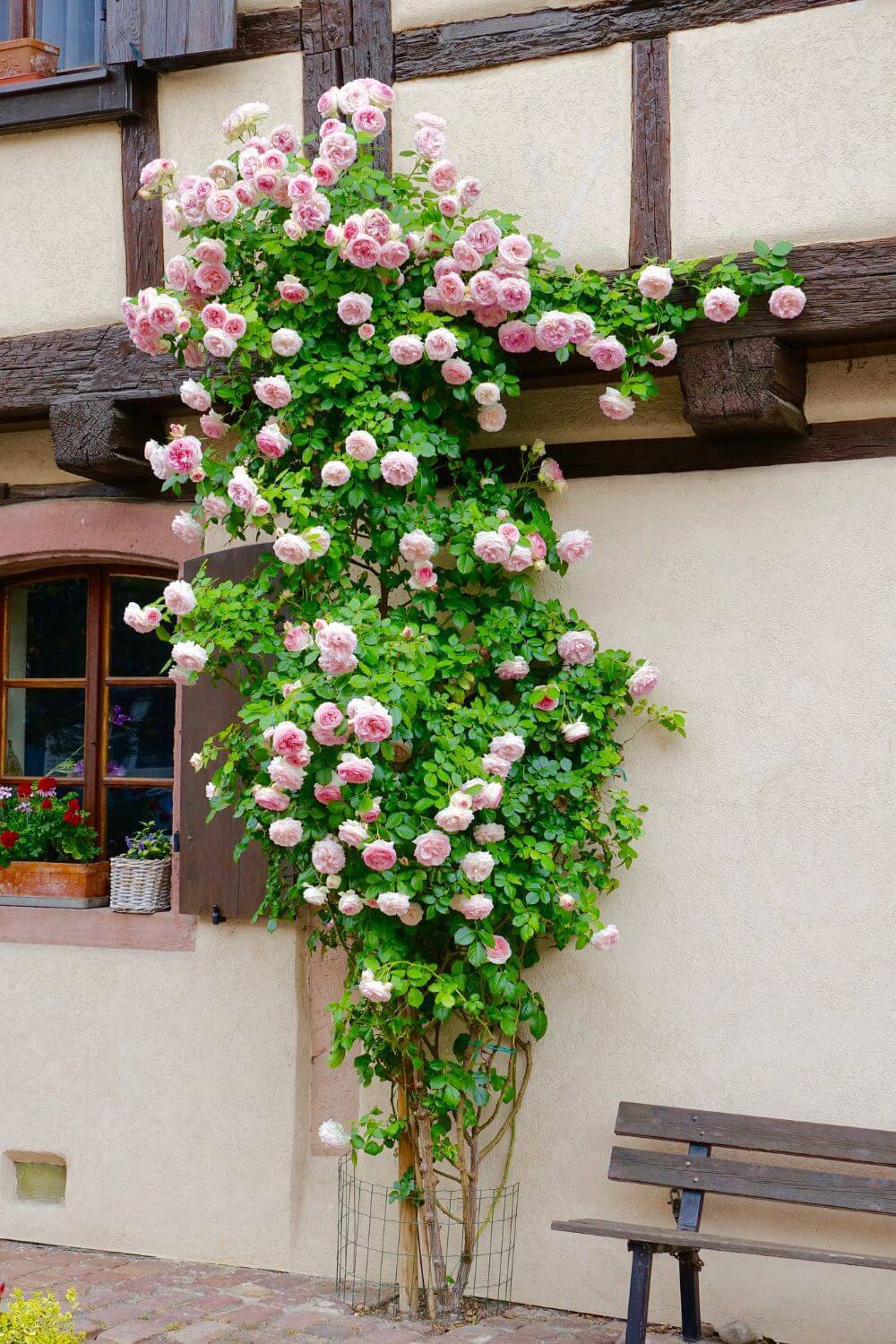 plantas trepadoras con flor rosal trepador