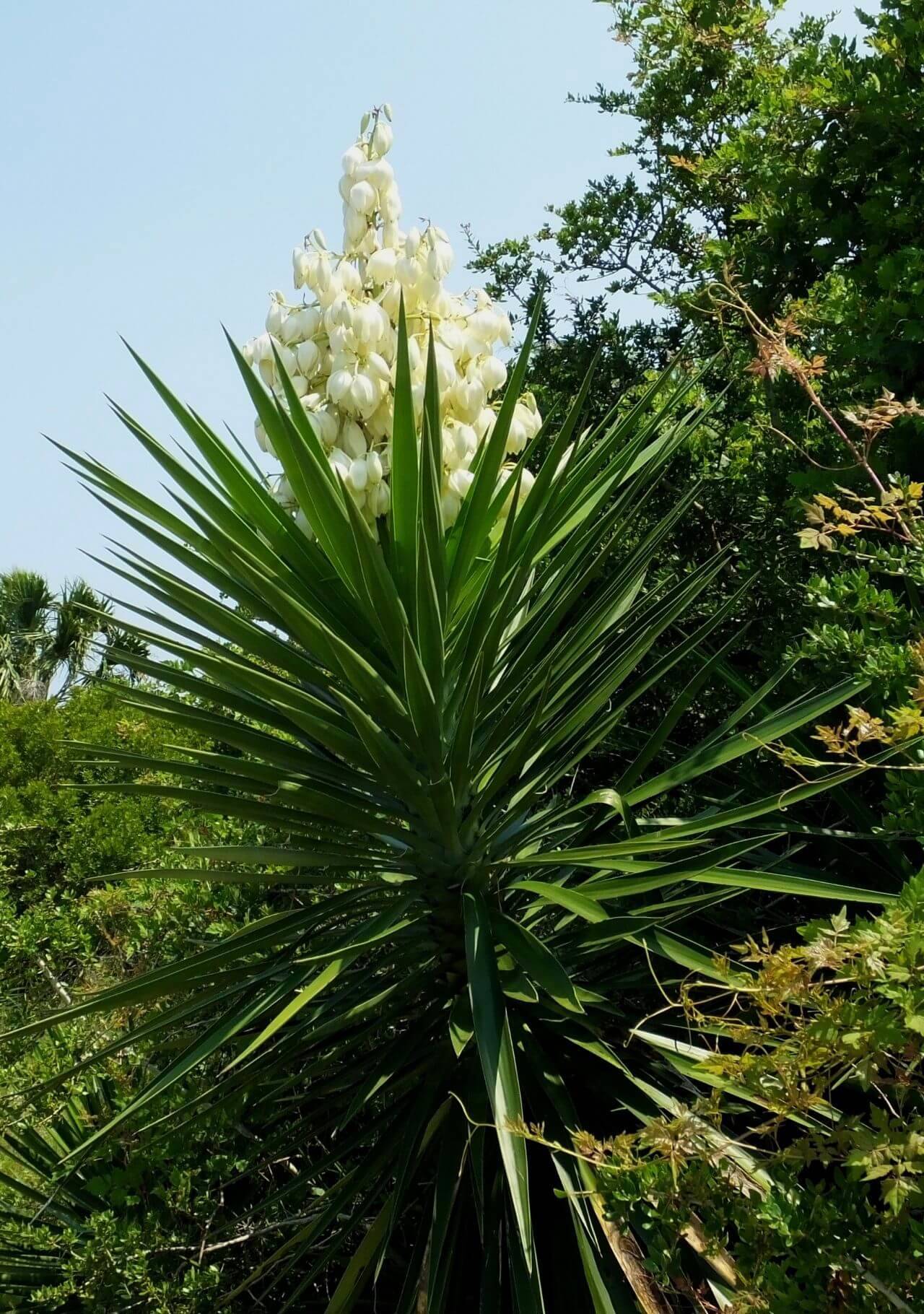 plantas tropicales de exterior yuca