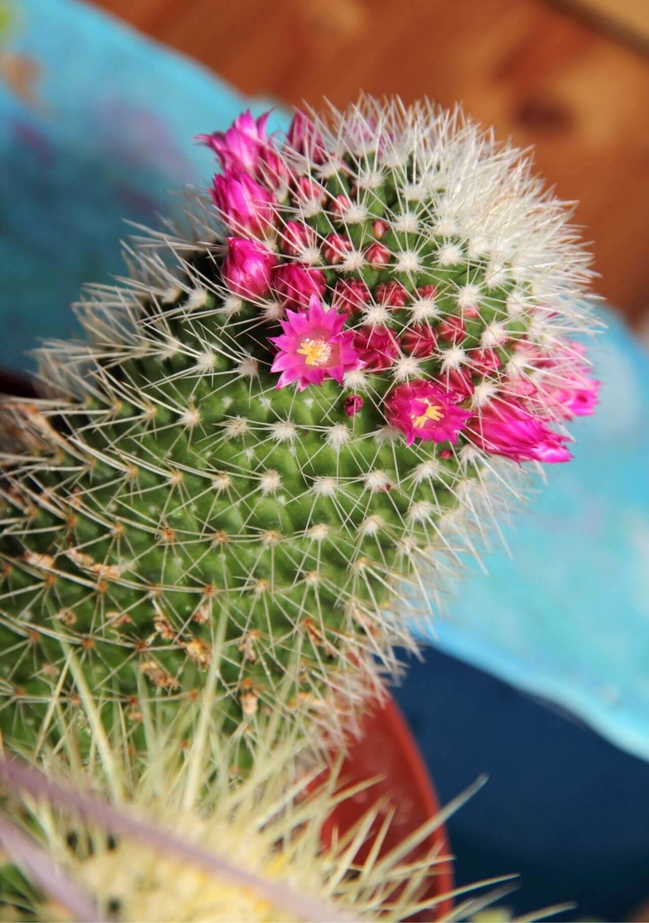 plantas interior verano cactus