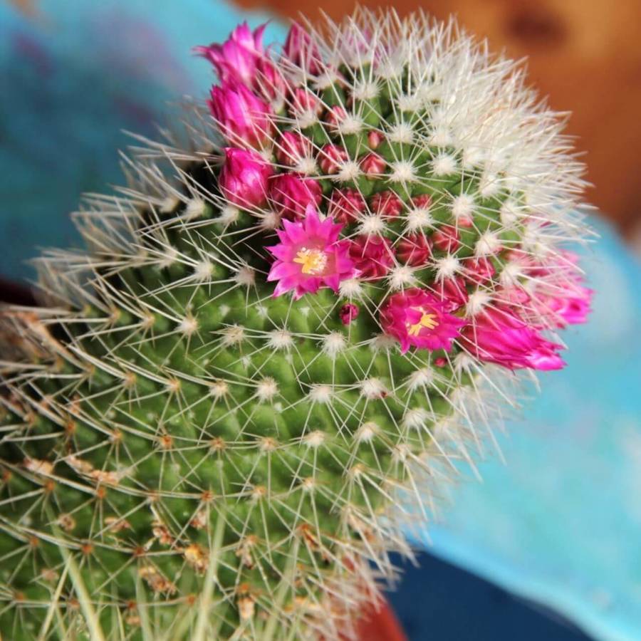 plantas de interior verano cactus