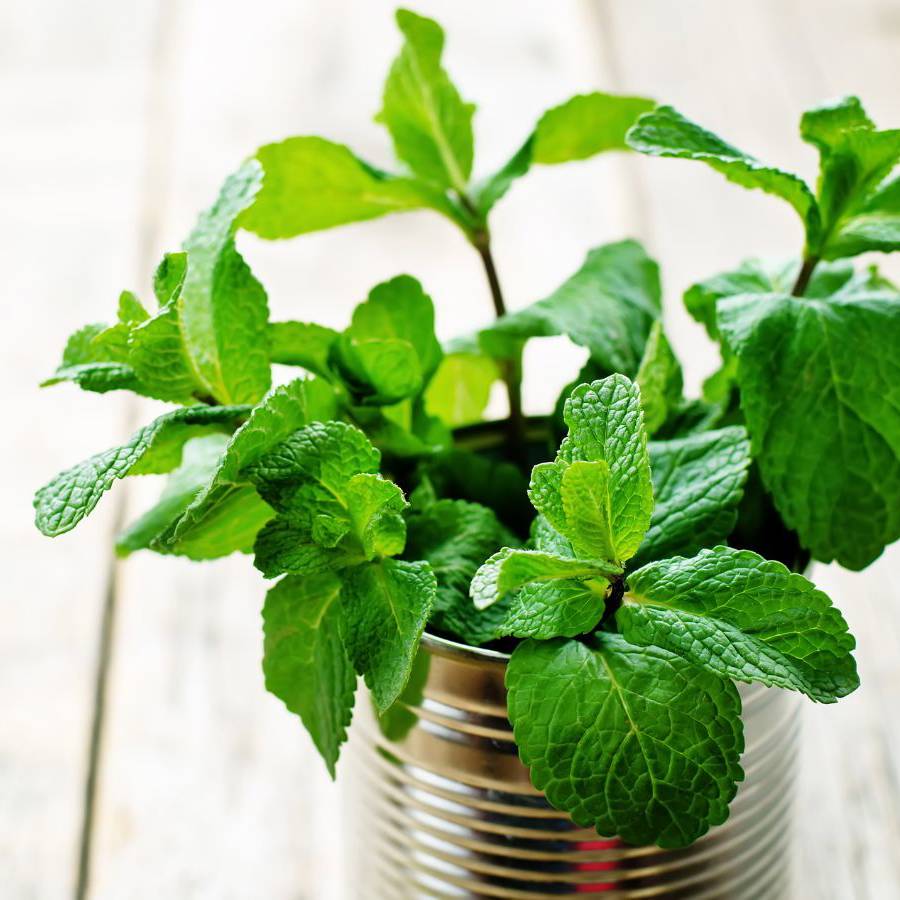 5 plantas baratas que ahuyentan el pulgón de todas las plantas de tu terraza y son fáciles de cuidar