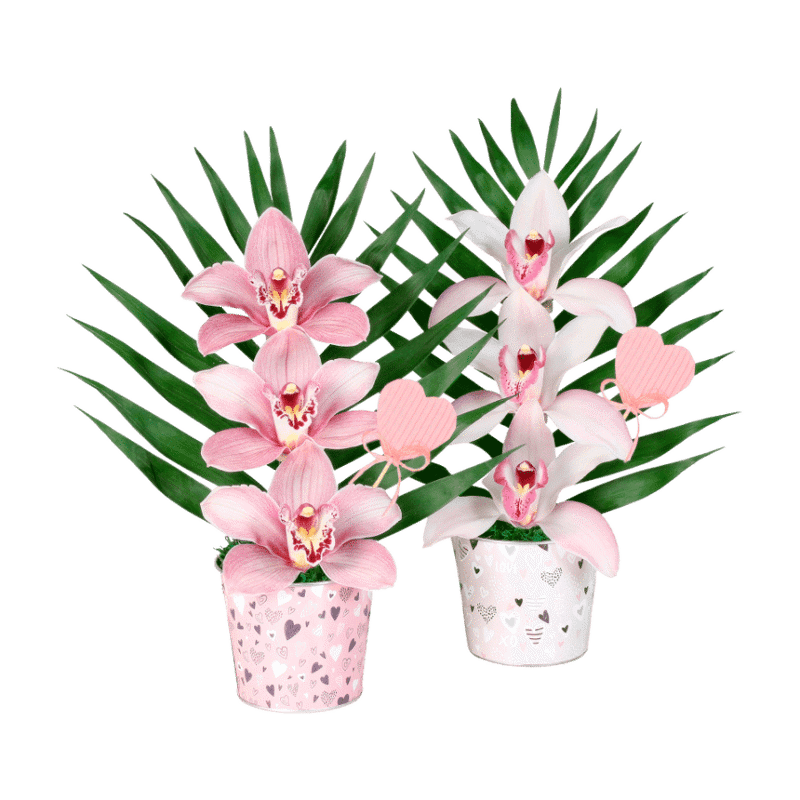 Orquídeas de Aldi 