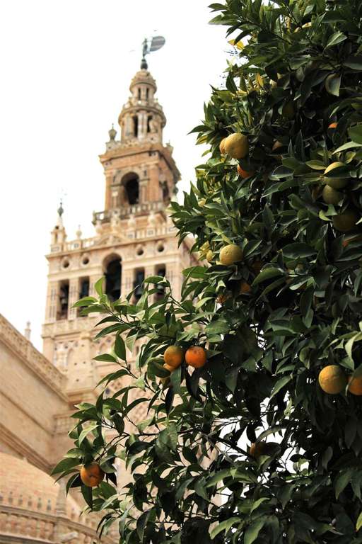 Sevilla en primavera naranjos