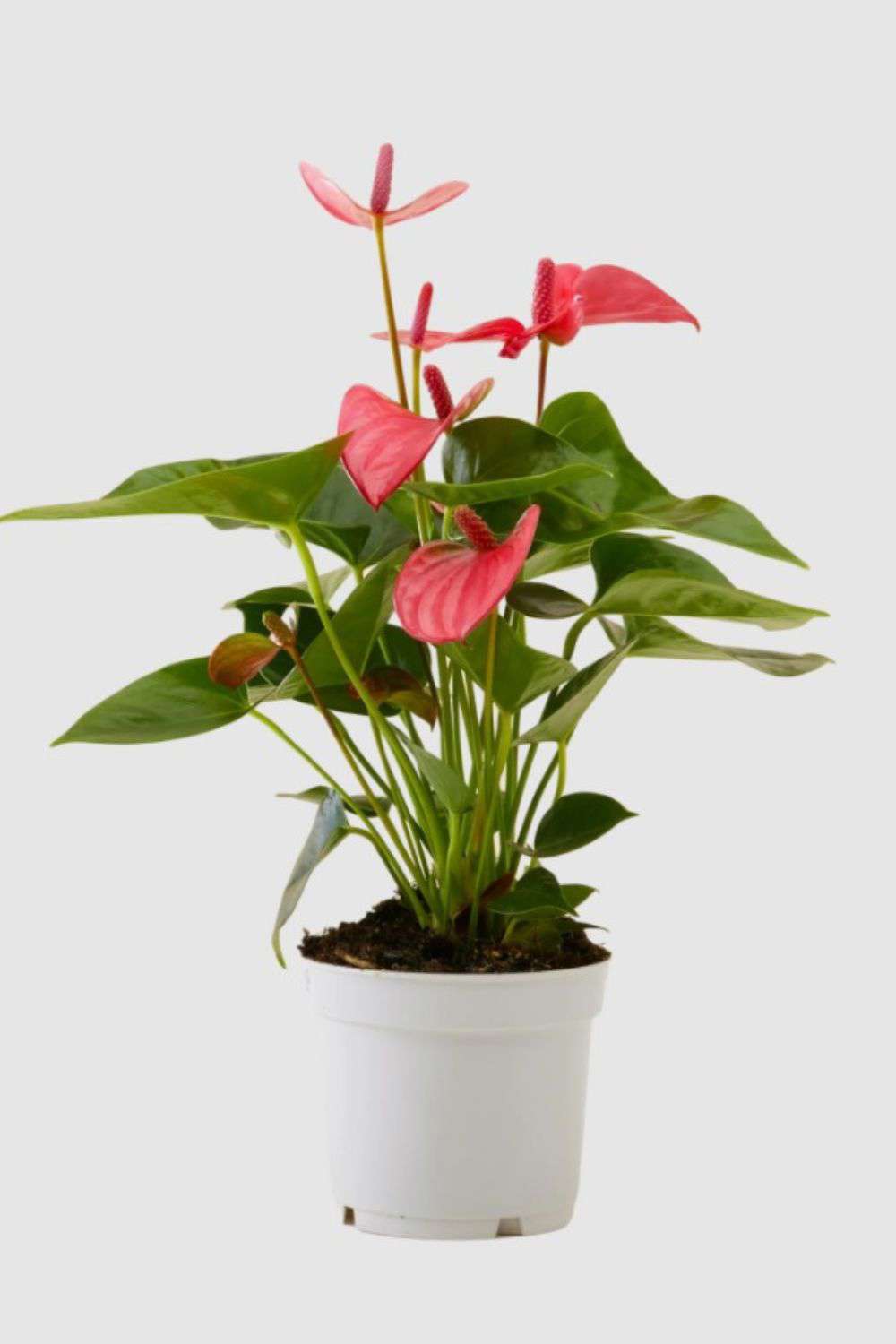 plantas con flores artificiales anturio