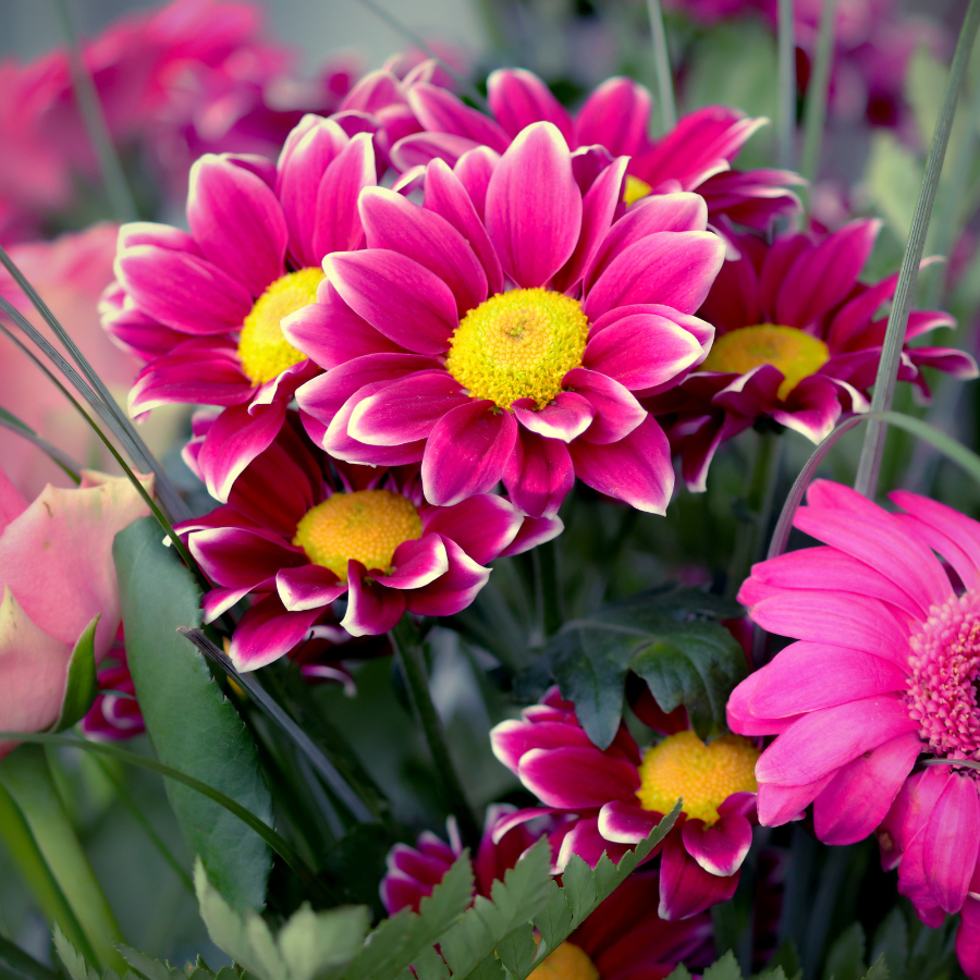 10 flores bonitas y con significado para regalar el Día de la Madre