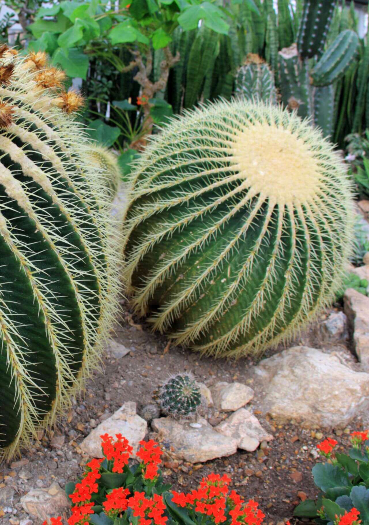 plantas que te protegen de las malas energías cactus