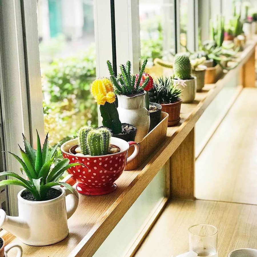 10 plantas de interior que NO dan alergia, son bonitas y se cuidan casi solas