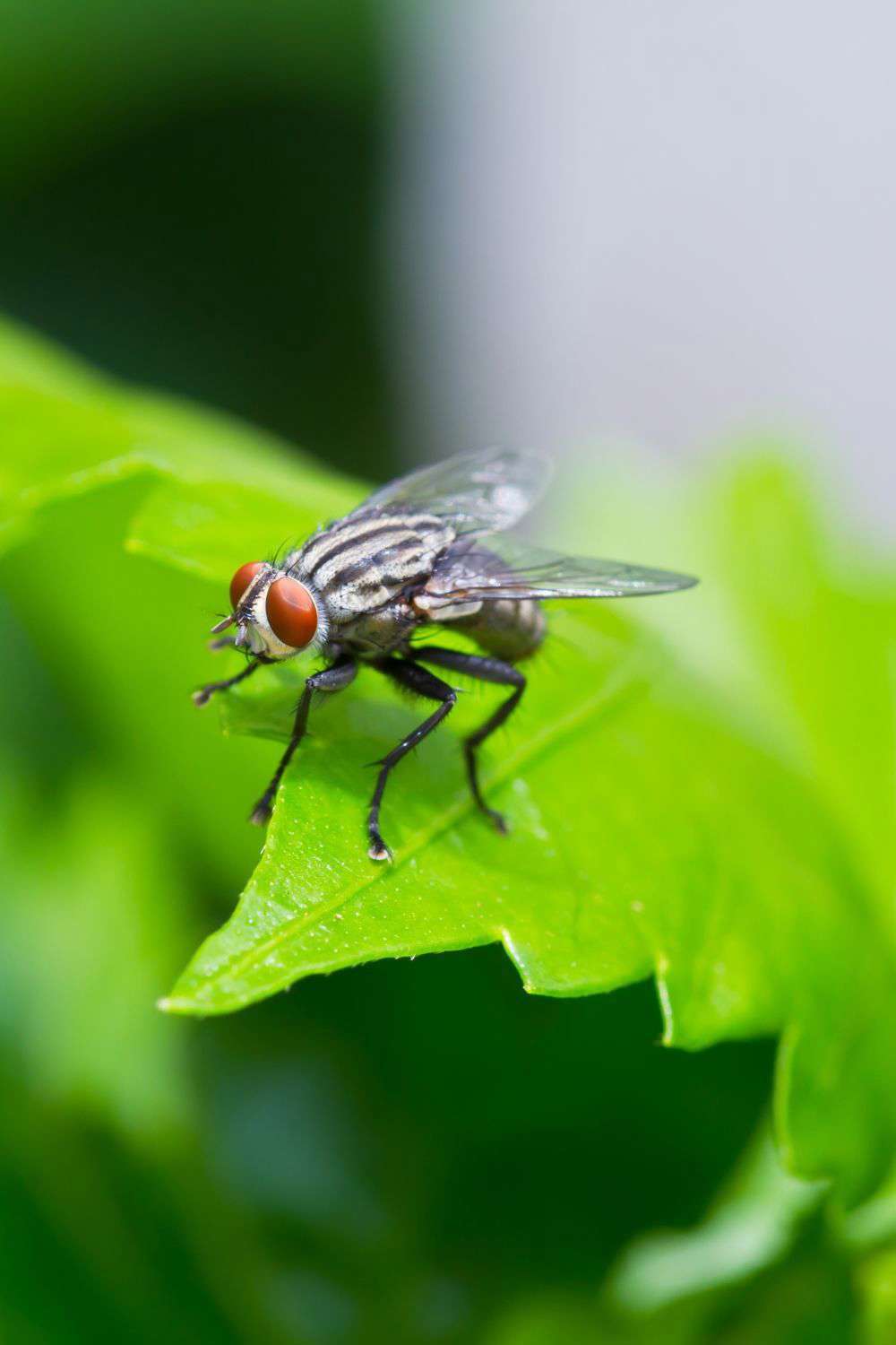 animales que dan mala suerte en el hogar mosca