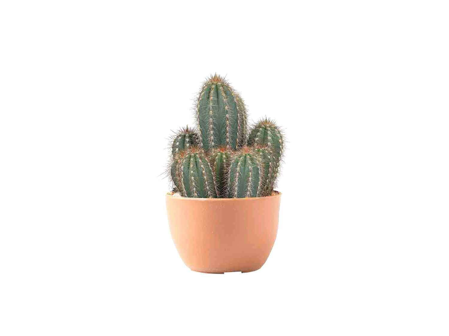 Plantas para un estilo boho: cactus