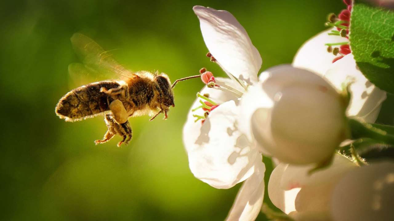 10 plantas para ahuyentar abejas y avispas de forma natural y EFECTIVA fáciles de conseguir