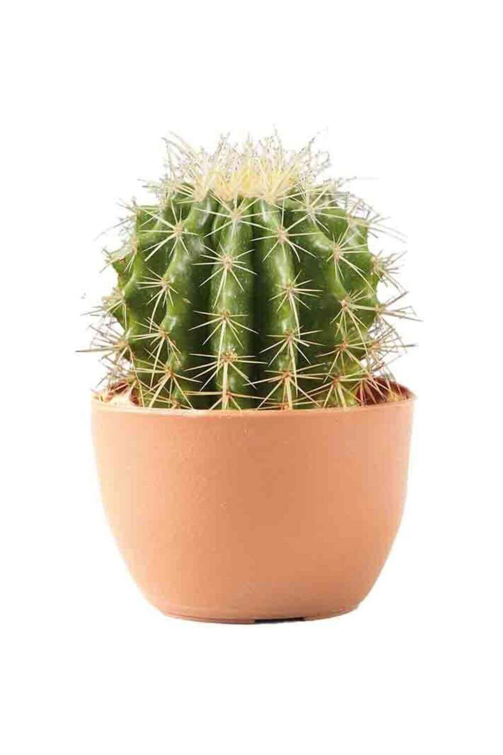 plantas Lidl cactus