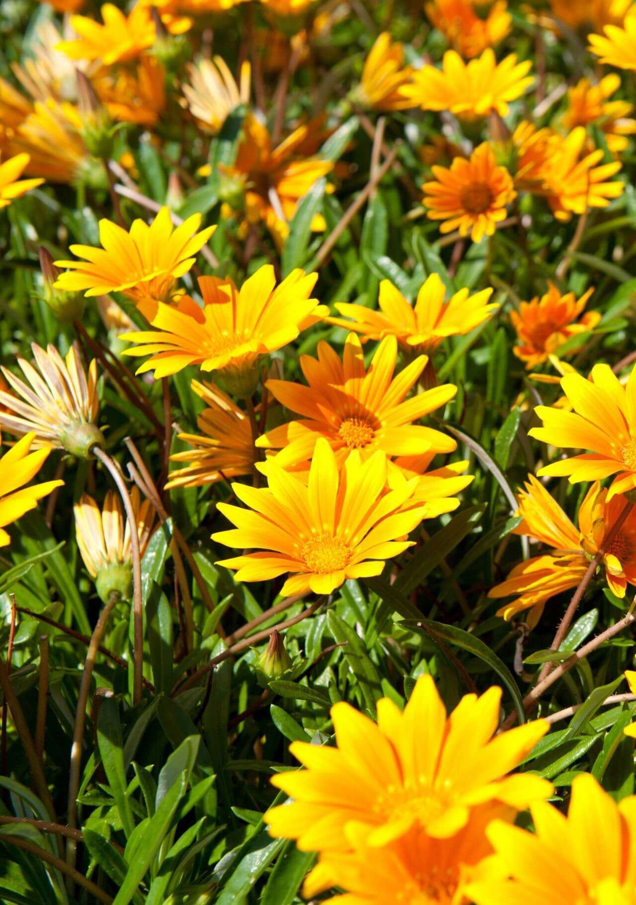 plantas bonitas que florecen en verano gazania
