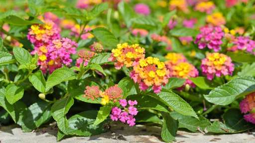 plantas bonitas que florecen en verano