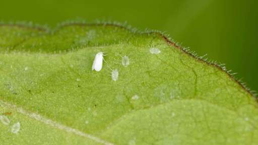plantas que ahuyentan la mosca blanca
