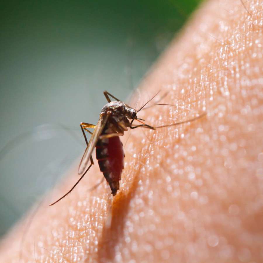 Amazon agota el repelente de mosquitos más famoso de Tailandia: lo encontramos en AliExpress por 0,40€