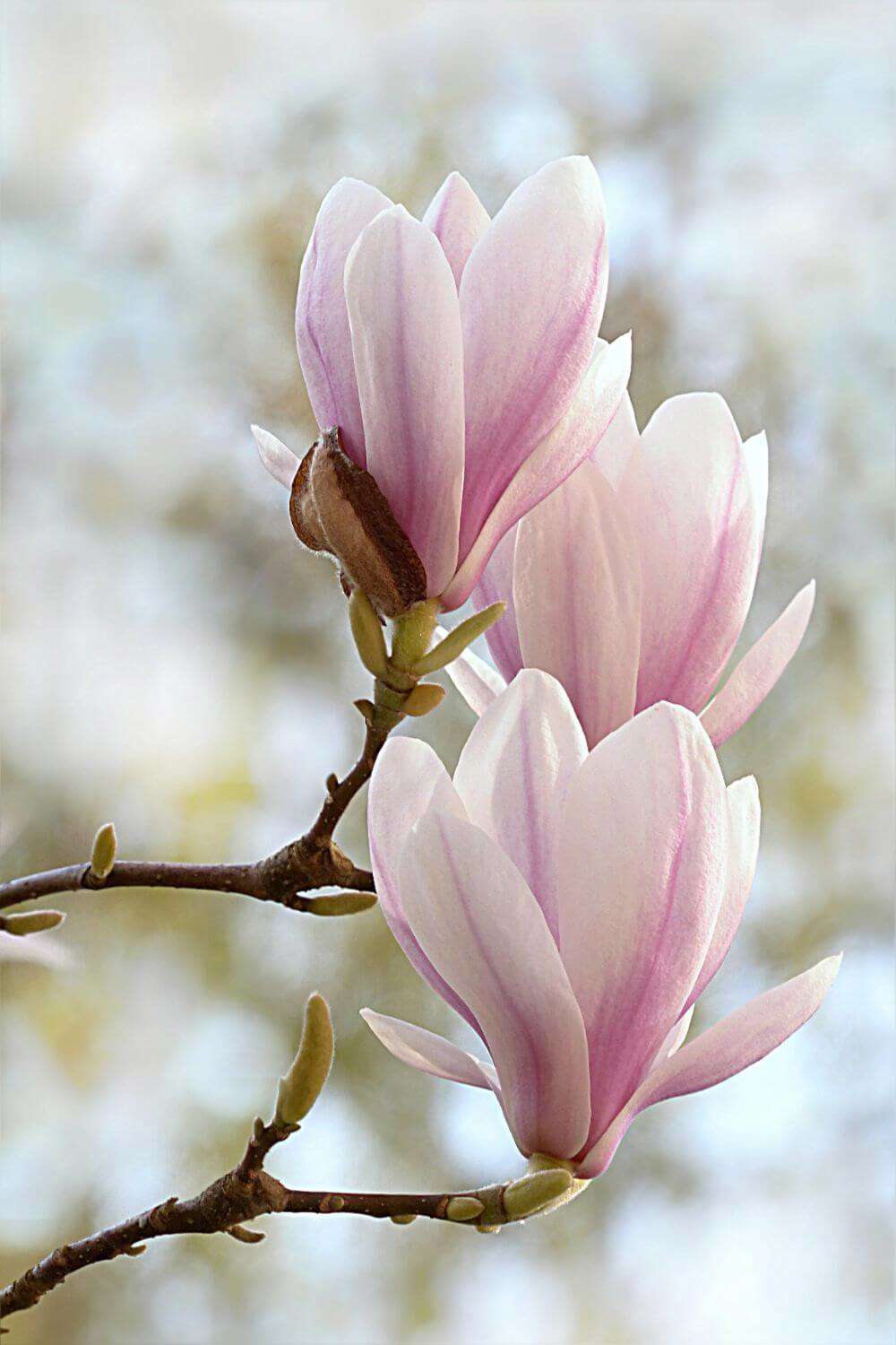 plantas que atraen el amor feng shui magnolia