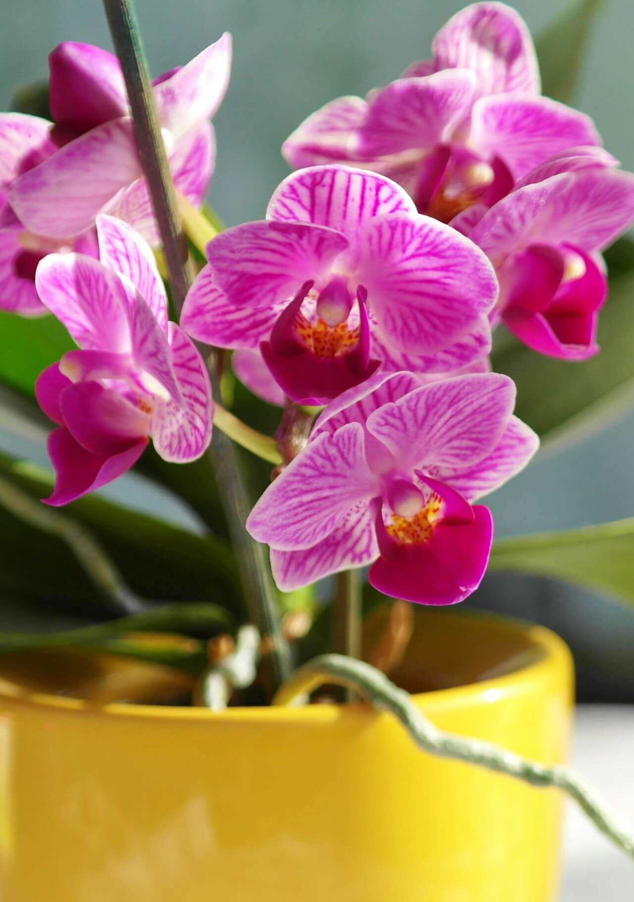 plantas que atraen el amor feng shui orquidea