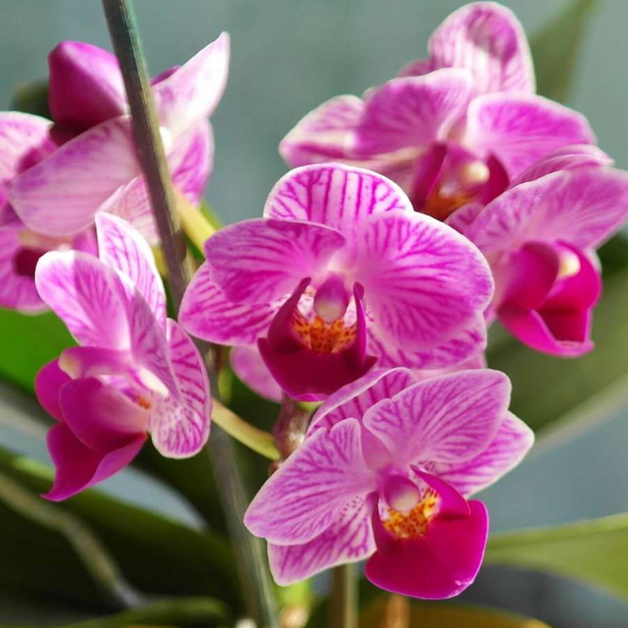 ¿Qué plantas atraen el amor según el Feng Shui? 5 opciones con flor muy bonitas y comunes